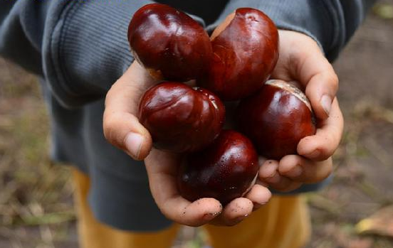 ���ӽ����ͼ�ͥ�����к�����