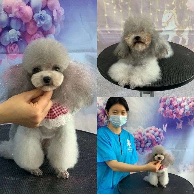 宠物美容师一个月大概多少钱?