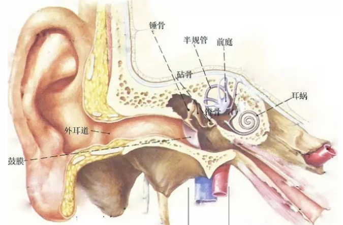 ���ѣ�μ��п����Ƕ�ʯ֢�ı���