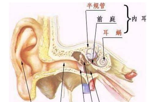 耳石症的特征及诊断方法