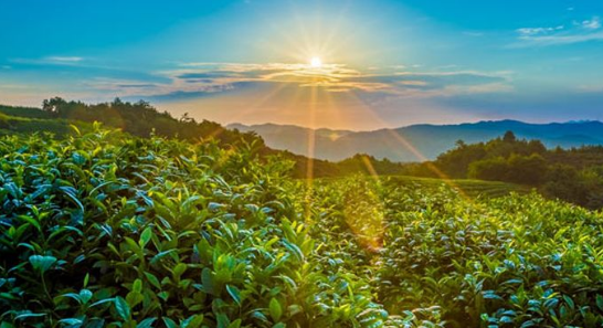 ƽ����Ƶķ�չ�����漰�������