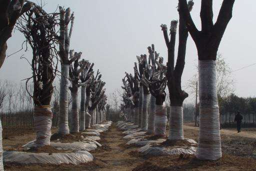 ԰�����ѧϰ�ʴ���ֲ��ľҪ��ô�죿