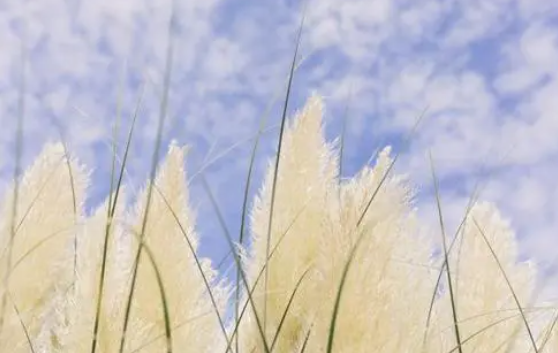 �м�����ʦ����������Ҫ��2022 ��ѧ��������