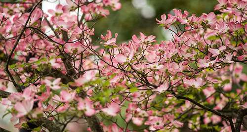 ȥ�ձ���ѧ����רҵ��������Щ