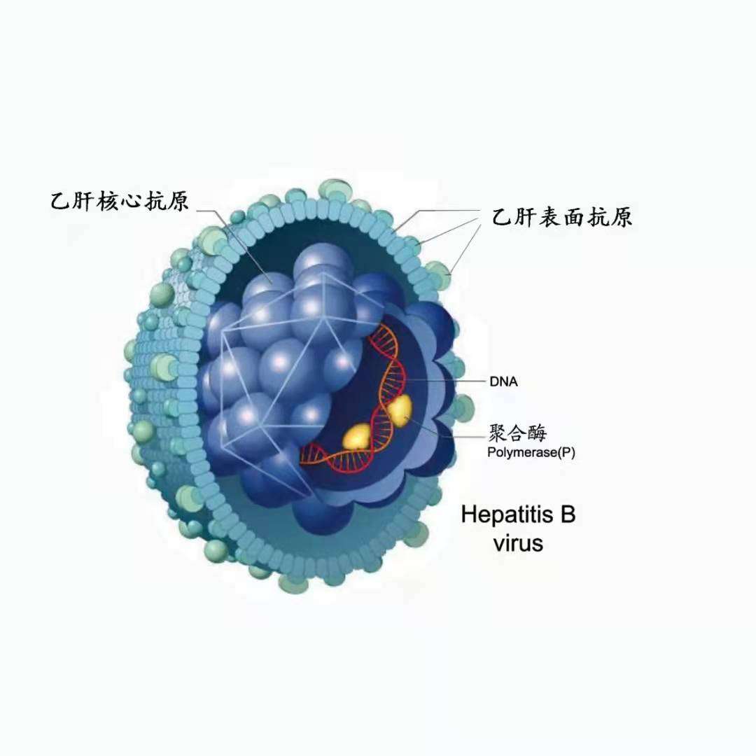 Ϊʲô����ҽ��Ͽ��Ҹθ������ƣ�