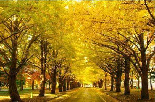 ����������ȥ�ձ���ѧһ������Ƕ���Ǯ