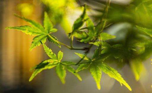 ѧϰ԰����Ƶ�·�����ֲ��Ӧ��ο�ѧ���ã�