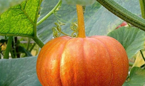 Ӫ��ʦ�����Ϲϵ�Ӫ����ֵ����