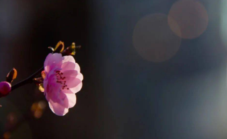 ����Ա�����е�ʫ���ųƽ���