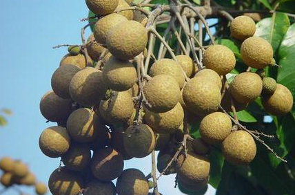 Ӫ��ʦ�������۵�Ӫ����ֵ����