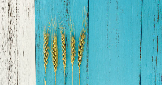 ���������רѧ��������������