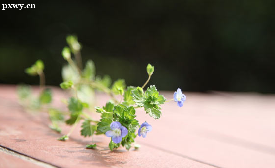 ������ѯʦ�ÿ��� ��ô��ȡ