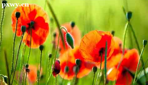 Ӫ��ʦ���Կ�Ŀ��ʲô Ӫ��ʦ�鿼����ʲô��