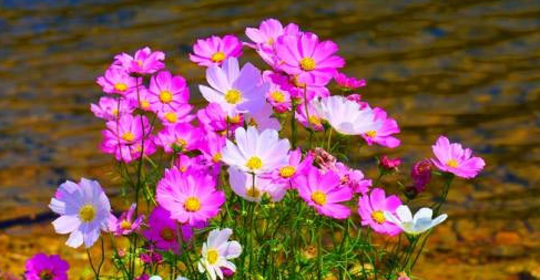 ������ѯʦ��ô�������ԣ�������ѯʦ��ǰ����