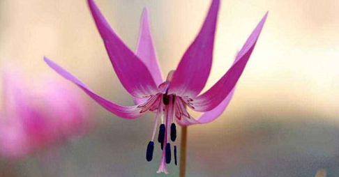 �������ִҵҩʦ���ƿ����Ѷ�