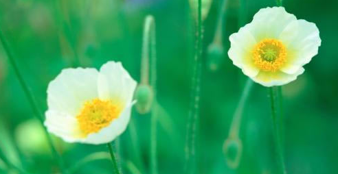 ����������ʦ��ʲô��