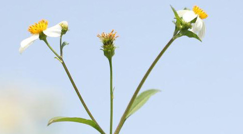 2022������ѯʦ֤����ô��ȡ