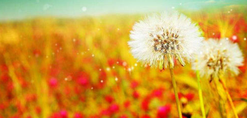 2022��ִҵҩʦ���ٷּ���