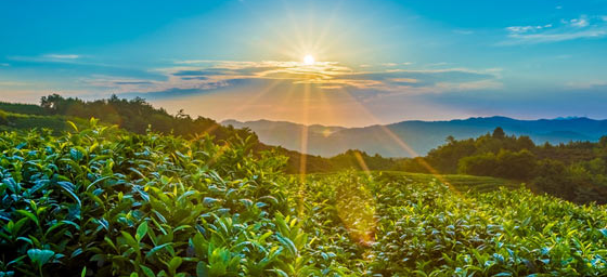 ����ʦδ����չǰ�����