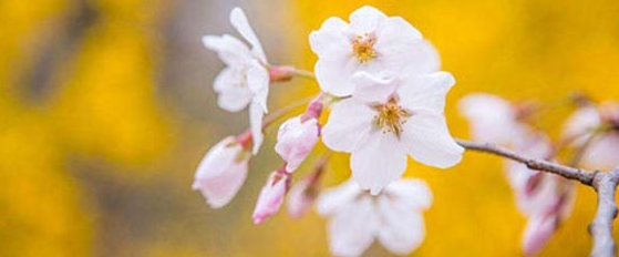 ��������ʦ��ְ��Χ��ʲô