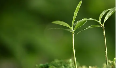 ��������ʦ�����ɹ���ôȷ��