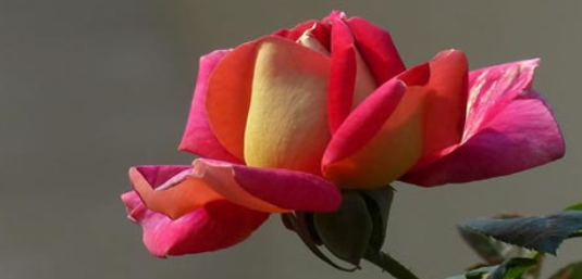 �ɶ��տ��Ļ����������տ����ٷֿ�����һ��