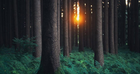 �ɶ���ѧ��ѵ����������ѧǩ֤������