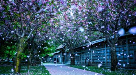 ʯ��ׯ����ƶ���˼ѧϰ�ƻ�